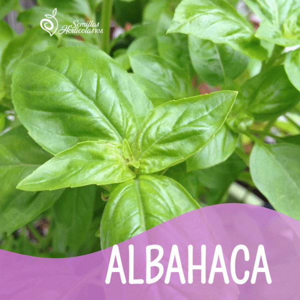 ALBAHACA Albahaca