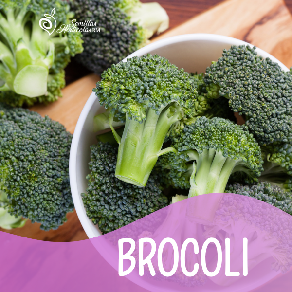 Brócoli