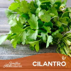 Cilantro
