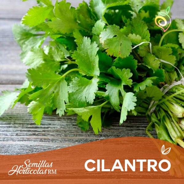 Cilantro