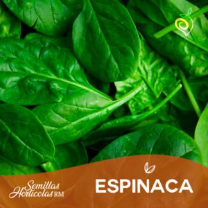 Espinaca