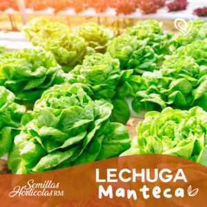 Lechuga Mantecosa