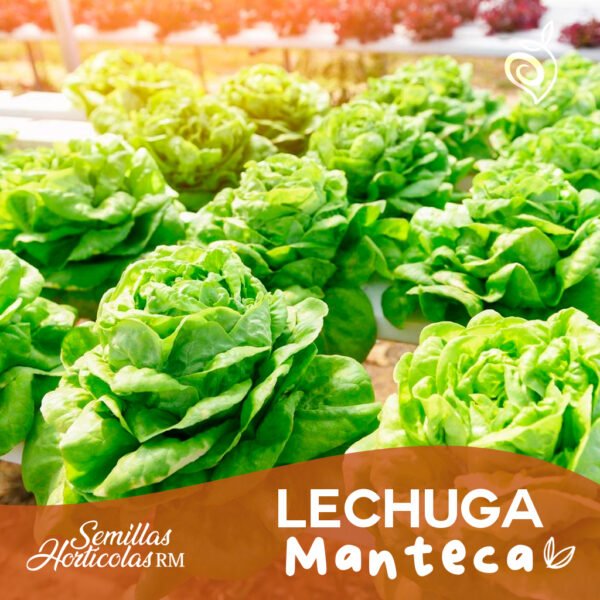 Lechuga Mantecosa