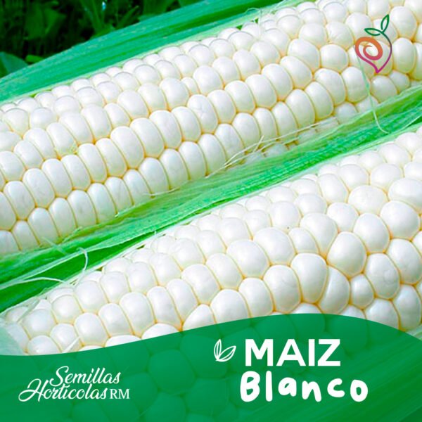 Maiz Blanco