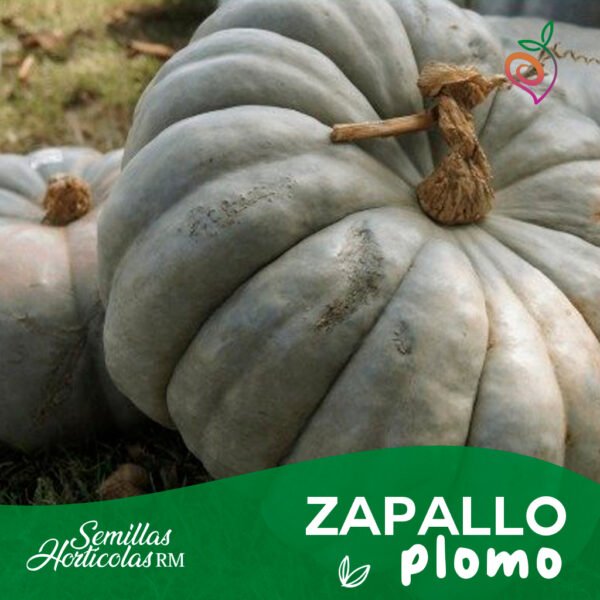 Zapallo Plomo