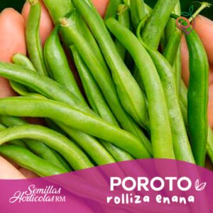Poroto Rolliza Enana