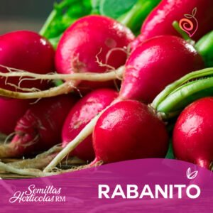 Rabanito