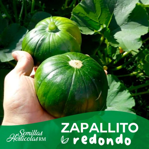 Zapallo Redondo